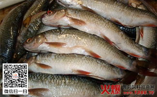 新疆養(yǎng)殖主產(chǎn)區(qū)342個(gè)產(chǎn)品通過(guò)水產(chǎn)品無(wú)公害認(rèn)定